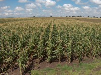 /album/agriculturasustentablemunoz2000/hibridos-2005-003-jpg/